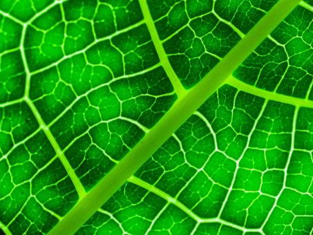 green leaf background - Free Stock Photo