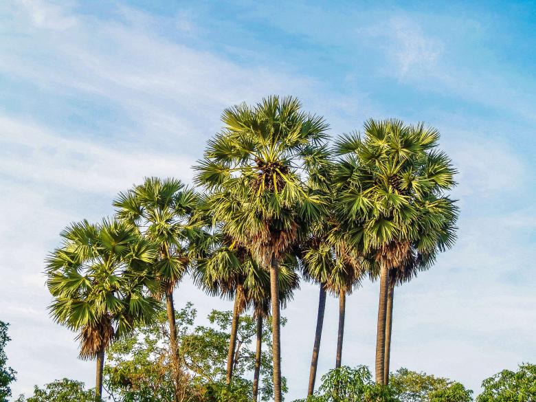 Free stock image of Sugar palm tree created by icon0.com