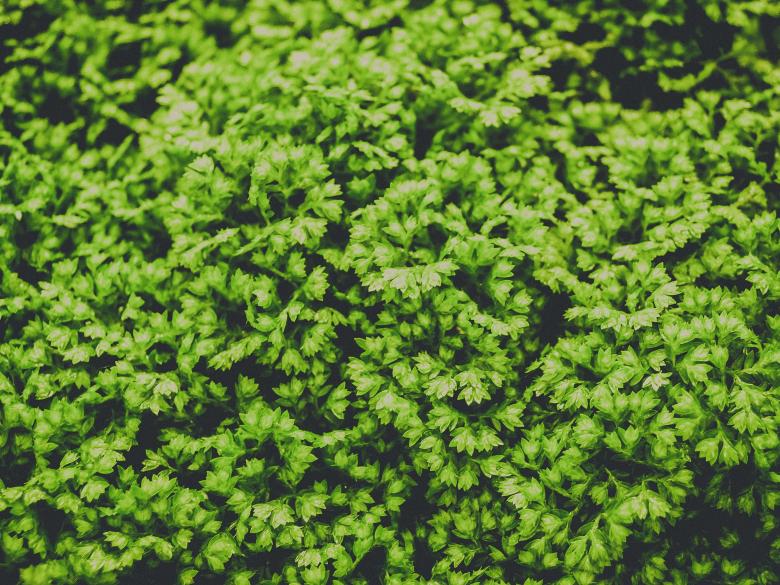 Free stock image of fern leaves green background  created by icon0.com