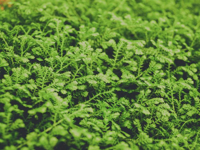 Free stock image of fern leaves green background  created by icon0.com