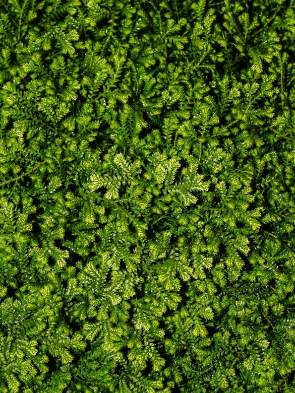 Free stock image of fern leaves green background  created by icon0.com