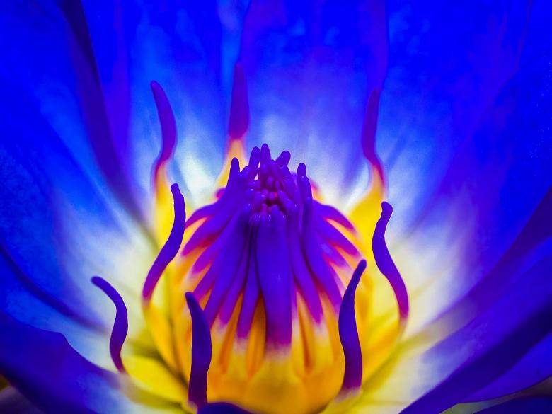 Free stock image of Macro flower background created by icon0.com