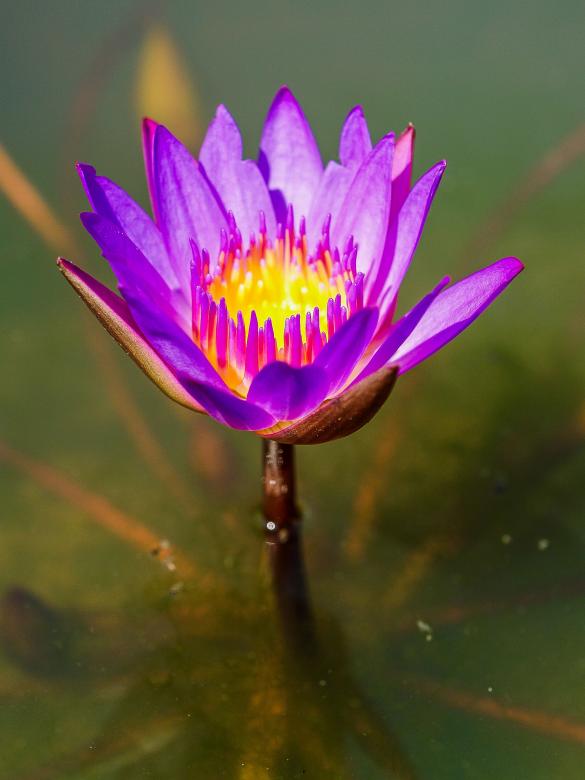 Free stock image of Lotus flower created by icon0.com