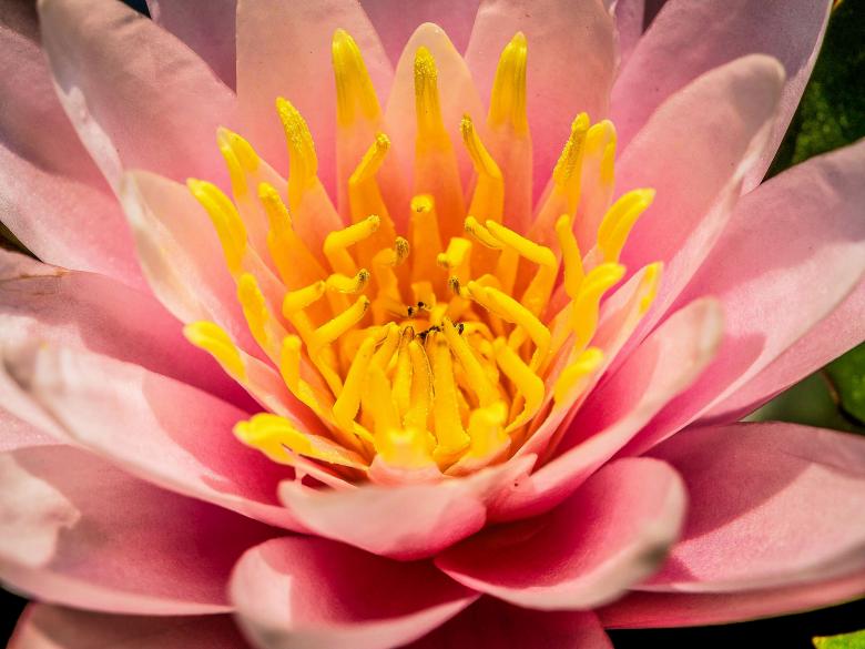 Free stock image of Macro flower created by icon0.com