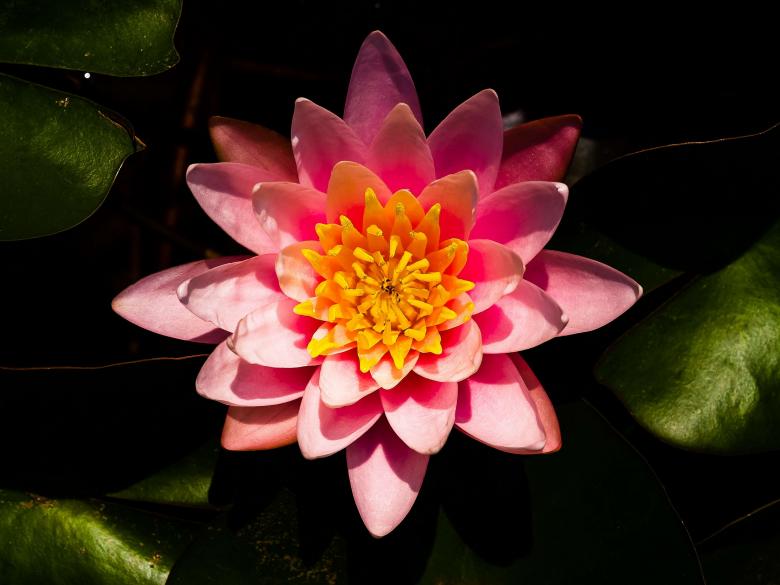 Free stock image of Lotus flower created by icon0.com