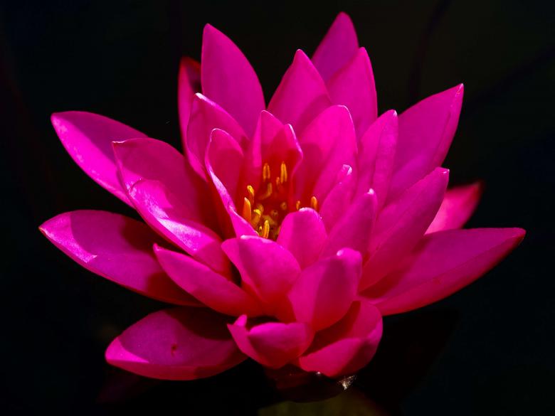 Free stock image of Lotus flower created by icon0.com