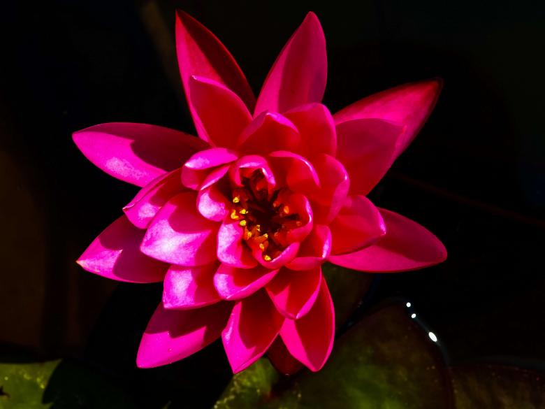 Free stock image of Lotus flower created by icon0.com