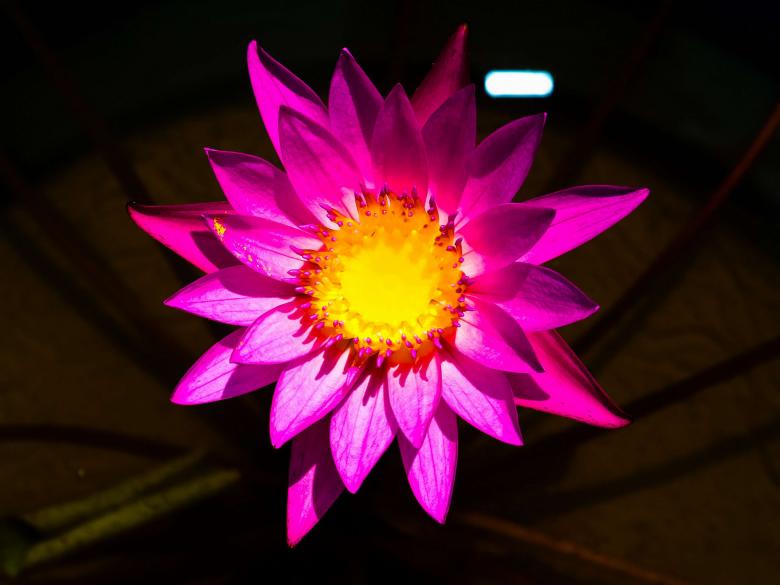 Free stock image of Lotus flower created by icon0.com
