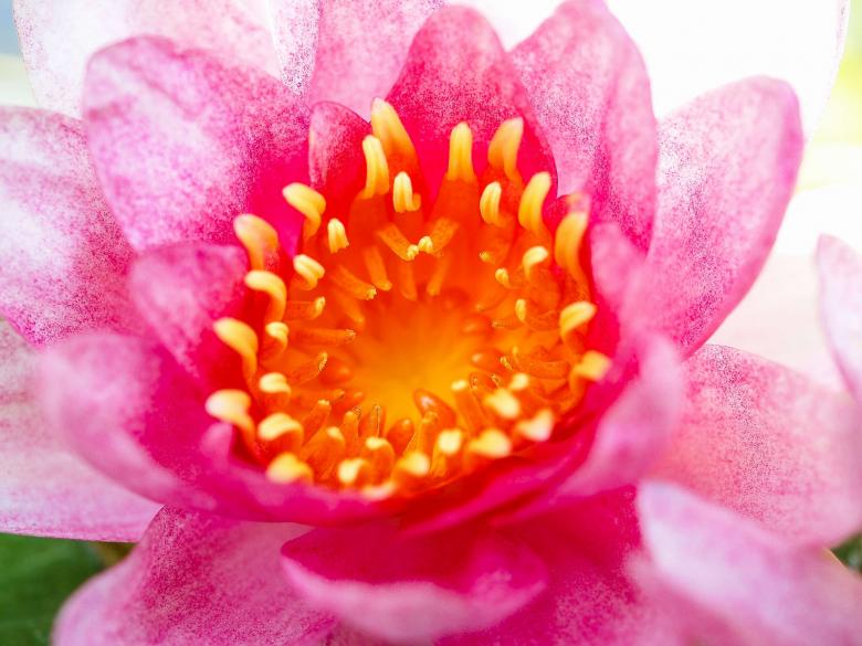 Free stock image of Macro flower created by icon0.com
