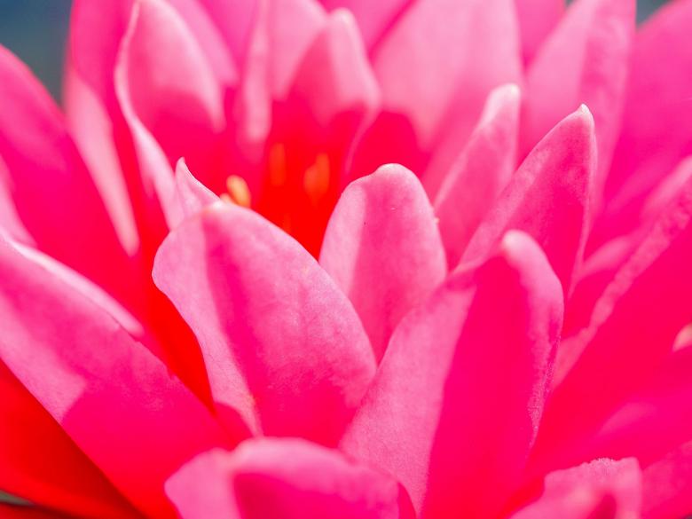Free stock image of Lotus flower created by icon0.com