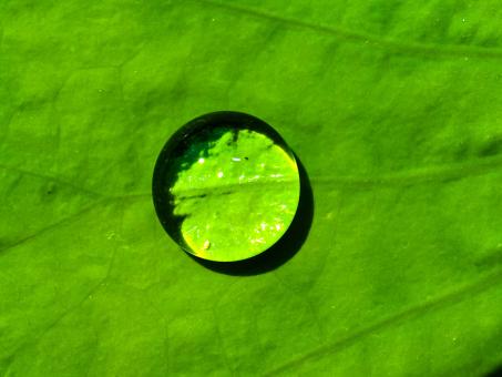Water droplet - Free Stock Photo