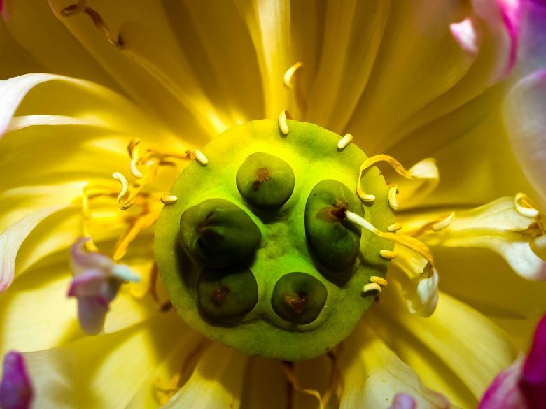 Free stock image of Lotus flower created by icon0.com