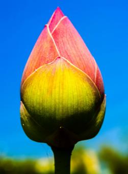 Lotus flower - Free Stock Photo