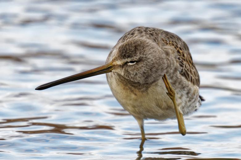 Free stock image of Long-billed Dowitcher scratching created by Geoffrey Whiteway