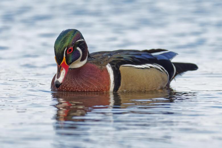 Free stock image of Wood Duck swimming created by Geoffrey Whiteway