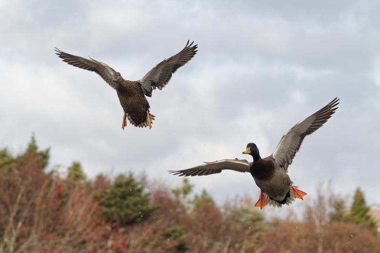 Free stock image of Flying ducks created by Geoffrey Whiteway