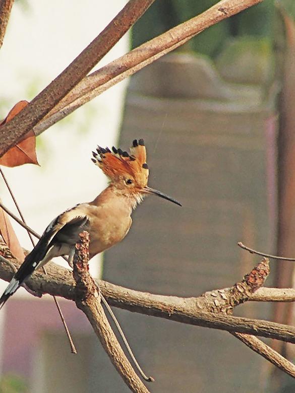 Free stock image of Common hoopoe created by sylvester alphonso