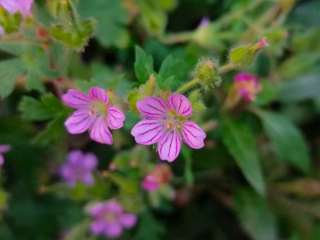 Florecillas - Free Stock Photo