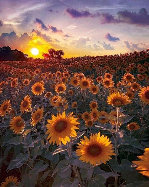 Free stock image of Sunflower garden created by Ariunzaya Gansvh
