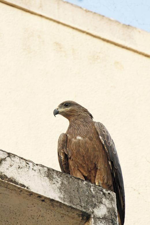 Free stock image of black kite created by sylvester alphonso