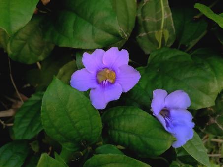Purple flowers - Free Stock Photo