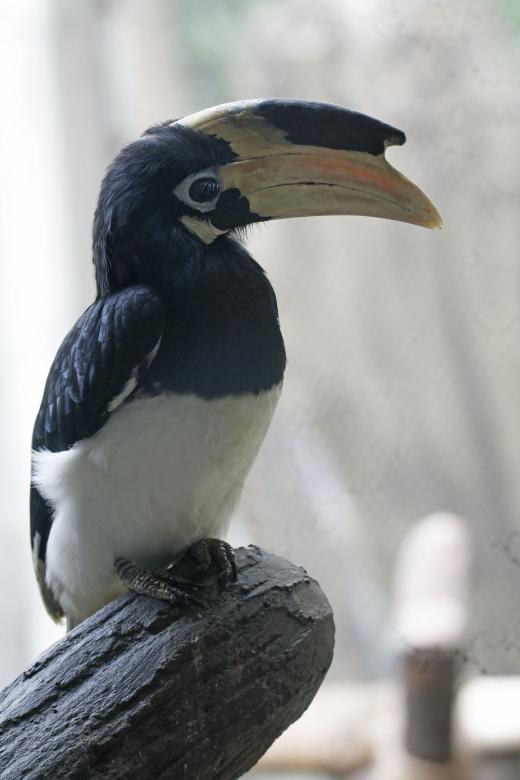 Free stock image of malabar pied hornbill created by sylvester alphonso
