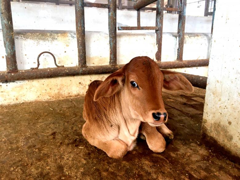 Free stock image of Resting Calf created by Ajay Sharda