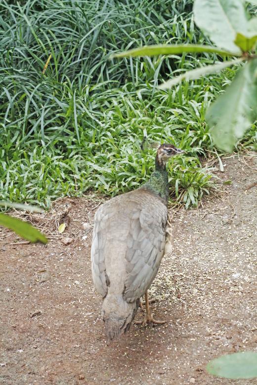 Free stock image of Peacock  female created by sylvester alphonso