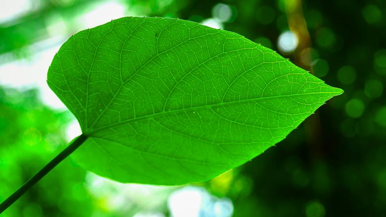 Free stock image of leaf created by Dreamlandscape