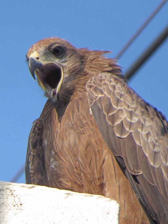 Free stock image of black kite created by sylvester alphonso