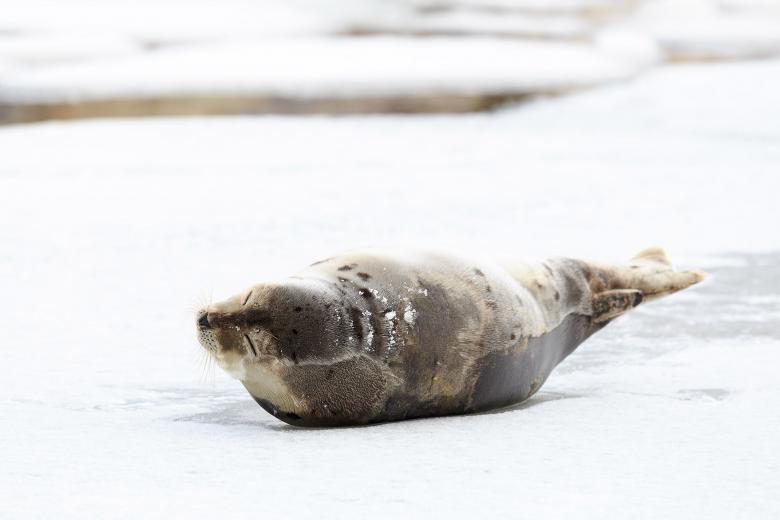 Free stock image of Resting Seal created by Geoffrey Whiteway