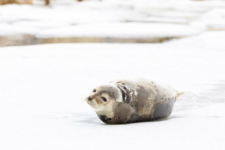 Free stock image of Seal on Ice created by Geoffrey Whiteway
