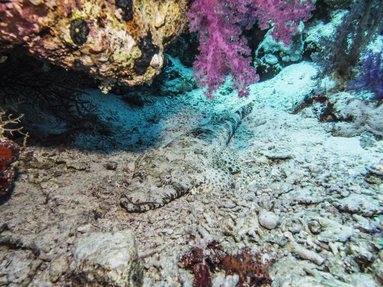 Free stock image of Underwater created by Kevin Holloman