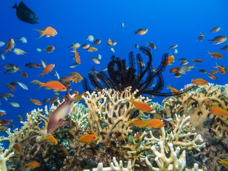 Free stock image of Underwater created by Kevin Holloman