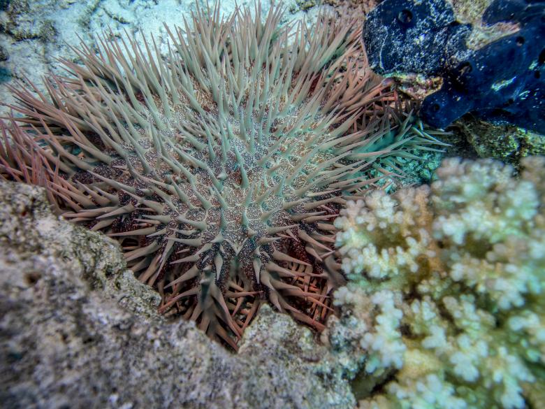 Free stock image of Underwater created by Kevin Holloman