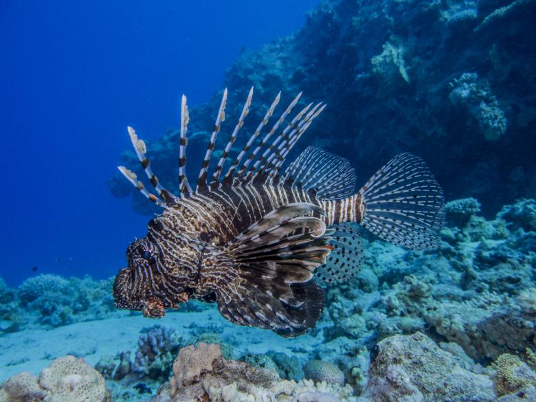 Free stock image of Underwater created by Kevin Holloman