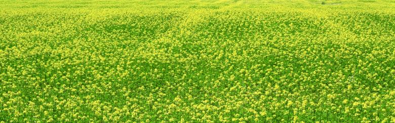 Free stock image of Flowers created by Kevin Holloman