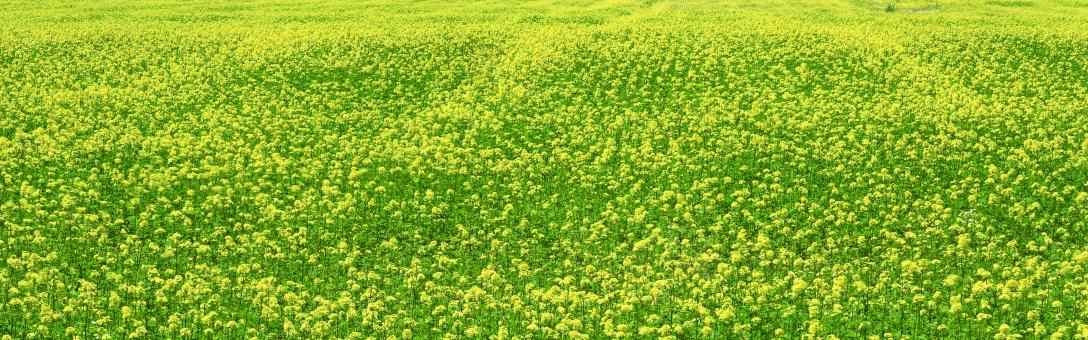 Flowers - Free Stock Photo