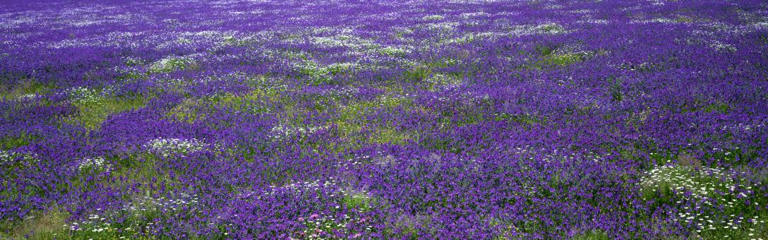 Flowers - Free Stock Photo