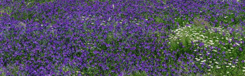 Free stock image of Flowers created by Kevin Holloman