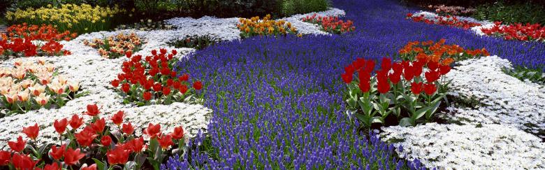 Free stock image of Flowers created by Kevin Holloman