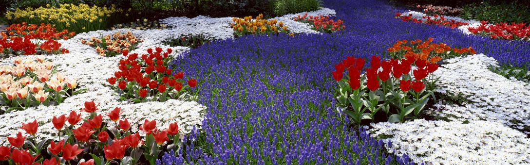 Flowers - Free Stock Photo
