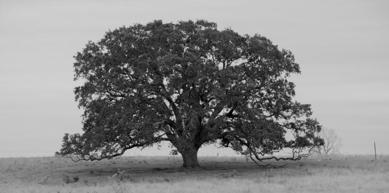Free stock image of Strong tree created by Daniel