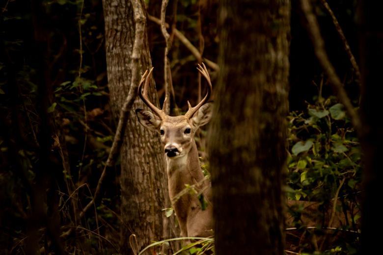 Free stock image of Stand tall created by Daniel
