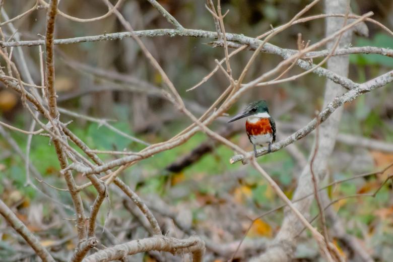 Free stock image of Crested fisher created by Daniel