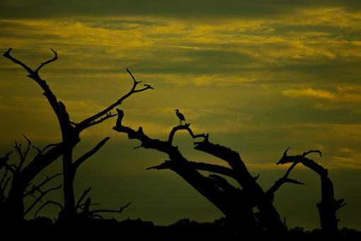 Heron in the distance