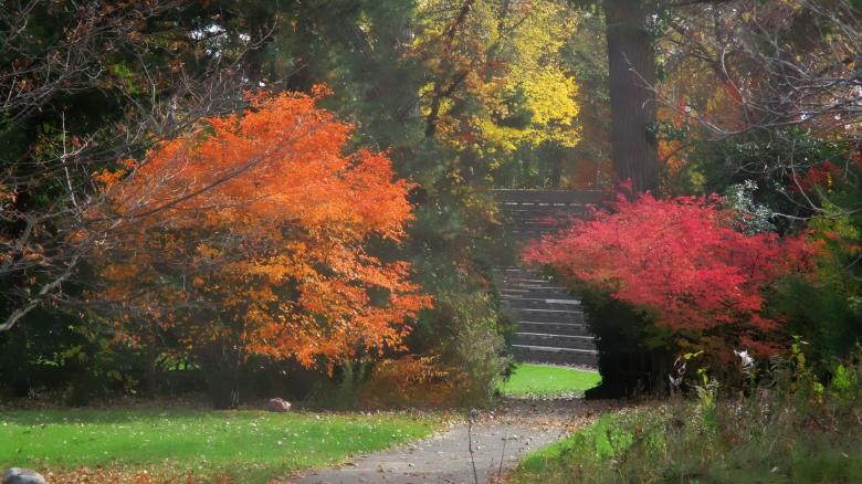 Free stock image of Fall Colours created by Mq Best Visual Arts
