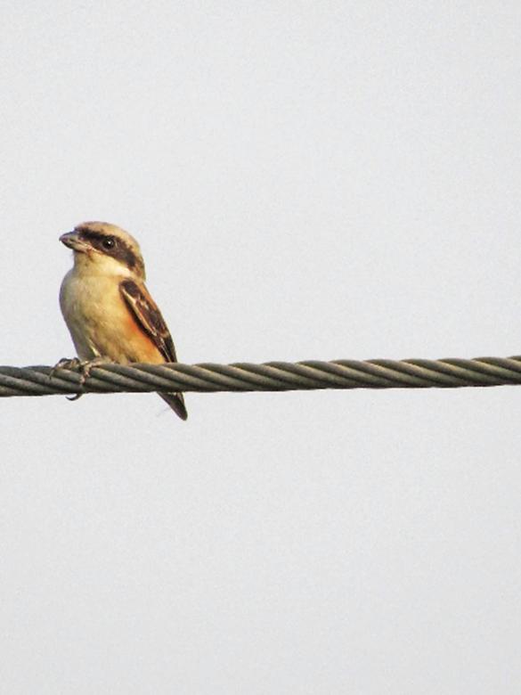 Free stock image of Brown shrike created by sylvester alphonso