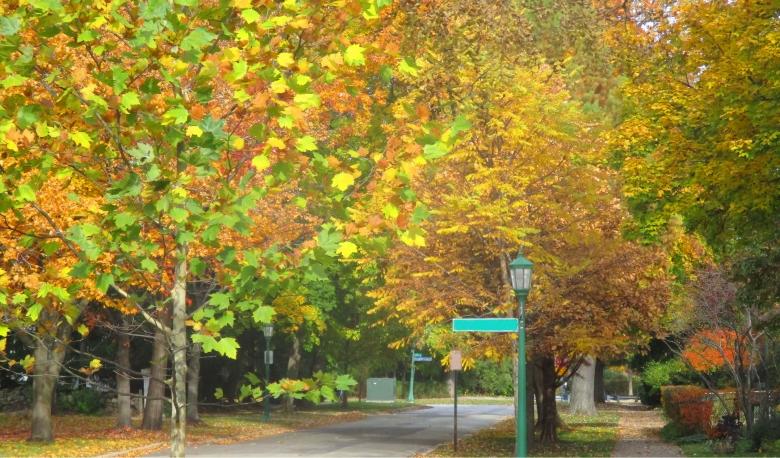 Free stock image of Autumn Avenue created by Mq Best Visual Arts