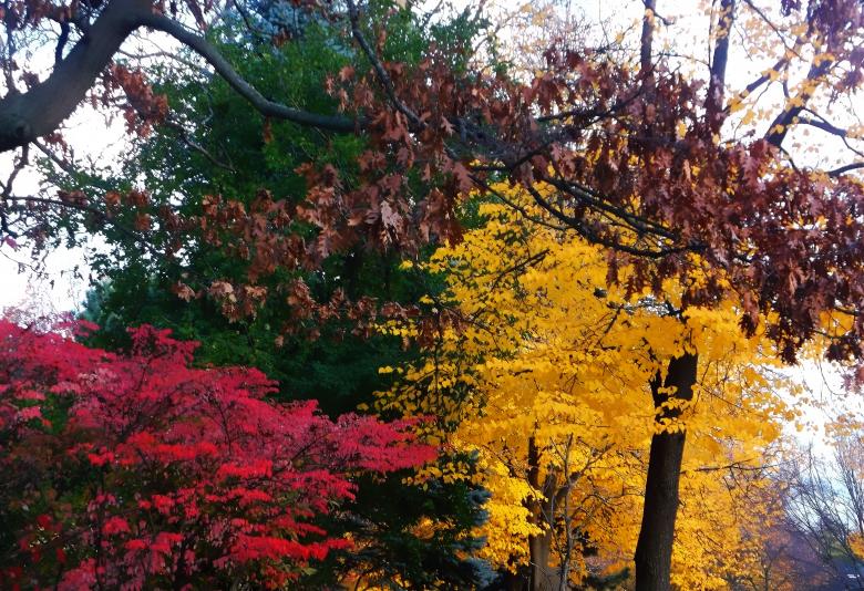 Free stock image of Colourful Trees created by Mq Best Visual Arts
